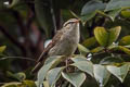 Greenish Warbler Phylloscopus trochiloides trochiloides