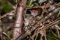 Grey-and-buff Woodpecker Hemicircus concretus sordidus