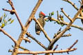 Grey-and-buff Woodpecker Hemicircus concretus sordidus