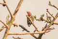 Grey-and-buff Woodpecker Hemicircus concretus sordidus