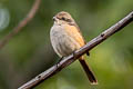 Grey-backed Shrike Lanius tephronotus tephronotus