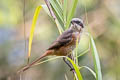 Grey-backed Shrike Lanius tephronotus tephronotus