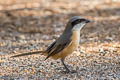 Grey-backed Shrike Lanius tephronotus tephronotus