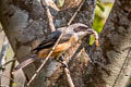 Grey-backed Shrike Lanius tephronotus tephronotus