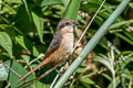 Grey-backed Shrike Lanius tephronotus tephronotus