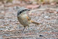 Grey-backed Shrike Lanius tephronotus tephronotus