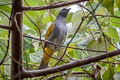 Grey-bellied Bulbul Ixodia cyaniventris cyaniventris