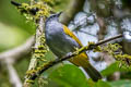 Grey-bellied Bulbul Ixodia cyaniventris cyaniventris