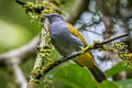 Grey-bellied Bulbul Ixodia cyaniventris cyaniventris