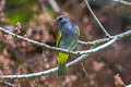 Grey-bellied Bulbul Ixodia cyaniventris cyaniventris