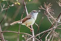 Grey-breasted Prinia Prinia hodgsonii erro