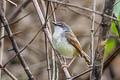 Grey-breasted Prinia Prinia hodgsonii erro