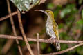 Grey-breasted Spiderhunter Arachnothera modesta modesta