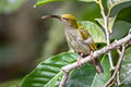 Grey-breasted Spiderhunter Arachnothera modesta modesta