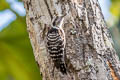 Grey-capped Pygmy Woodpecker Dendrocopos canicapillus canicapillus