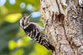 Grey-capped Pygmy Woodpecker Dendrocopos canicapillus canicapillus