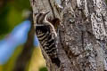 Grey-capped Pygmy Woodpecker Dendrocopos canicapillus canicapillus