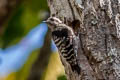 Grey-capped Pygmy Woodpecker Dendrocopos canicapillus canicapillus