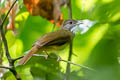 Grey-cheeked Bulbul Alophoixus tephrogenys tephrogenys