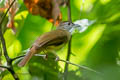 Grey-cheeked Bulbul Alophoixus tephrogenys tephrogenys