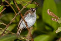 Grey-chested Jungle Flycatcher Cyornnis umbratilis