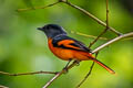 Grey-chinned Minivet Pericrocotus solaris rubrolimbatus 