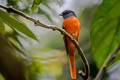 Grey-chinned Minivet Pericrocotus solaris rubrolimbatus 