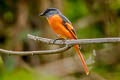 Grey-chinned Minivet Pericrocotus solaris rubrolimbatus 