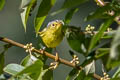 Grey-crowned Warbler Seicercus tephrocephalus