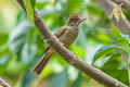 Grey-eyed Bulbul Iole propinqua propinqua