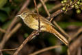 Grey-eyed Bulbul Iole propinqua simulator