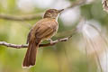 Grey-eyed Bulbul Iole propinqua simulator