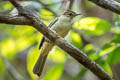 Grey-eyed Bulbul Iole propinqua simulator