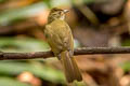 Grey-eyed Bulbul Iole propinqua propinqua