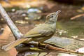 Grey-eyed Bulbul Iole propinqua propinqua