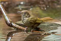 Grey-eyed Bulbul Iole propinqua propinqua