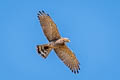 Grey-faced Buzzard Butastur indicus