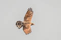 Grey-faced Buzzard Butastur indicus