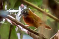 Grey-headed Babbler Stachyris poliocephala