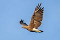 Grey-headed Fish Eagle Haliaeetus ichthyaetus