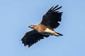 Grey-headed Fish Eagle Haliaeetus ichthyaetus