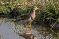 Grey-headed Lapwing Vanellus cinereus