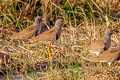 Grey-headed Lapwing Vanellus cinereus