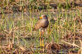 Grey-headed Lapwing Vanellus cinereus