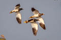 Grey-headed Lapwing Vanellus cinereus