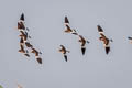 Grey-headed Lapwing Vanellus cinereus