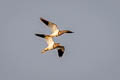 Grey-headed Lapwing Vanellus cinereus