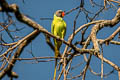 Grey-headed Parakeet Psittacula finschii