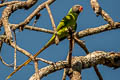 Grey-headed Parakeet Psittacula finschii