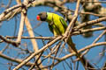 Grey-headed Parakeet Psittacula finschii